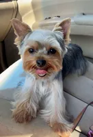 Lemmie, a male Yorkshire Terrier for sale in Quincy, IL – 1 of 8