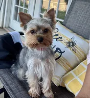 Lemmie, a male Yorkshire Terrier for sale in Quincy, IL – 5 of 8