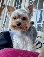 Lemmie, a male Yorkshire Terrier for sale in Quincy, IL – 4 of 8
