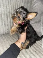 Rosie, a female Yorkshire Terrier for sale in Westland, MI – Photo 3 of 4