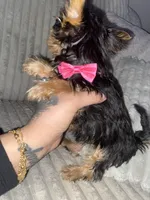 Rosie, a female Yorkshire Terrier for sale in Westland, MI – Photo 2 of 4