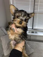 Rosie, a female Yorkshire Terrier for sale in Westland, MI – Photo 1 of 4