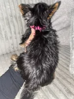 Rosie, a female Yorkshire Terrier for sale in Westland, MI – Photo 4 of 4