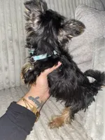 Papa, a male Yorkshire Terrier for sale in Westland, MI – Photo 2 of 2