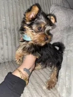 Papa, a male Yorkshire Terrier for sale in Westland, MI – Photo 1 of 2