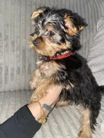 Sparkle, a female Yorkshire Terrier for sale in Westland, MI – Photo 3 of 3