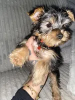 Sparkle, a female Yorkshire Terrier for sale in Westland, MI – Photo 1 of 3