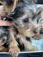 Sparkle, a female Yorkshire Terrier for sale in Westland, MI – Photo 2 of 3