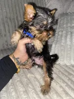 Tiny, a male Yorkshire Terrier for sale in Westland, MI – Photo 1 of 2