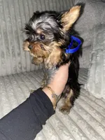 Tiny, a male Yorkshire Terrier for sale in Westland, MI – Photo 2 of 2