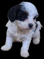 Tara, a female Cavapoo for sale in Woodburn, IN – Photo 3 of 3