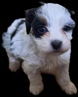 Tara, a female Cavapoo for sale in Woodburn, IN – Photo 1 of 3