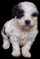 Tara, a female Cavapoo for sale in Woodburn, IN – Photo 2 of 3