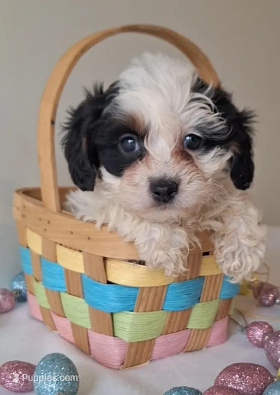 Tara – Cavapoo puppy for sale in Woodburn, IN
