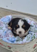 Sarge, a male Bernese Mountain Dog for sale in Woodburn, IN – Photo 2 of 2