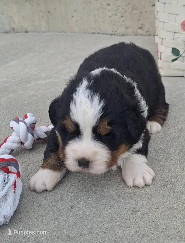 Sarge, a male Bernese Mountain Dog for sale in Woodburn, IN – Photo 1 of 2
