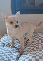Sable 0416, a female Pomchi for sale in Woodburn, IN – 3 of 3