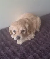 Angel , a female Cavapoo for sale in Woodburn, IN – 2 of 2