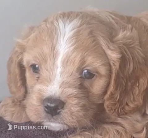 Teddy  – Cavapoo puppy for sale in Woodburn, IN