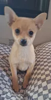Sable 0416, a female Pomchi for sale in Woodburn, IN – 2 of 3