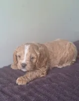 Teddy , a male Cavapoo for sale in Woodburn, IN – 2 of 2