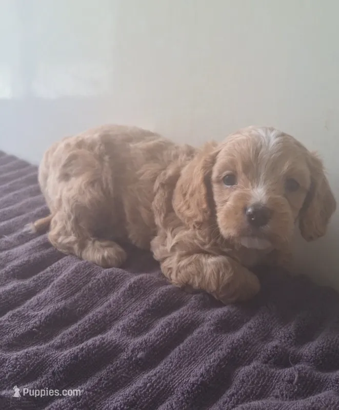 Teddy  – Cavapoo puppy for sale in Woodburn, IN