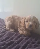Teddy , a male Cavapoo for sale in Woodburn, IN – 1 of 2