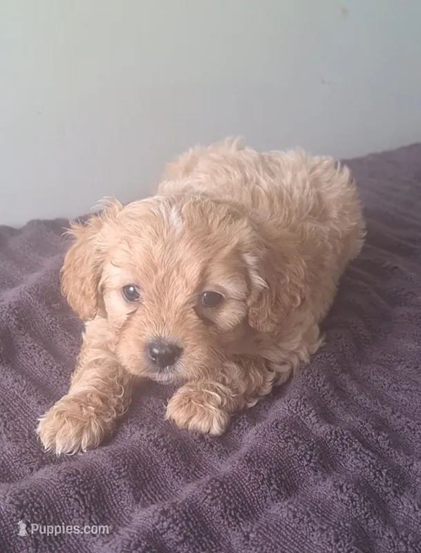 Honey – Cavapoo puppy for sale in Woodburn, IN