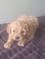 Honey, a female Cavapoo for sale in Woodburn, IN – 1 of 2