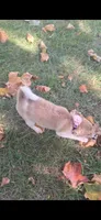 Fawn 0422, a female Pomchi for sale in Woodburn, IN – 4 of 4