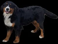 Jackie, a female Bernese Mountain Dog for sale in Woodburn, IN – Photo 3 of 3
