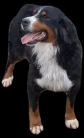 Ginger , a female Bernese Mountain Dog for sale in Woodburn, IN – Photo 2 of 2