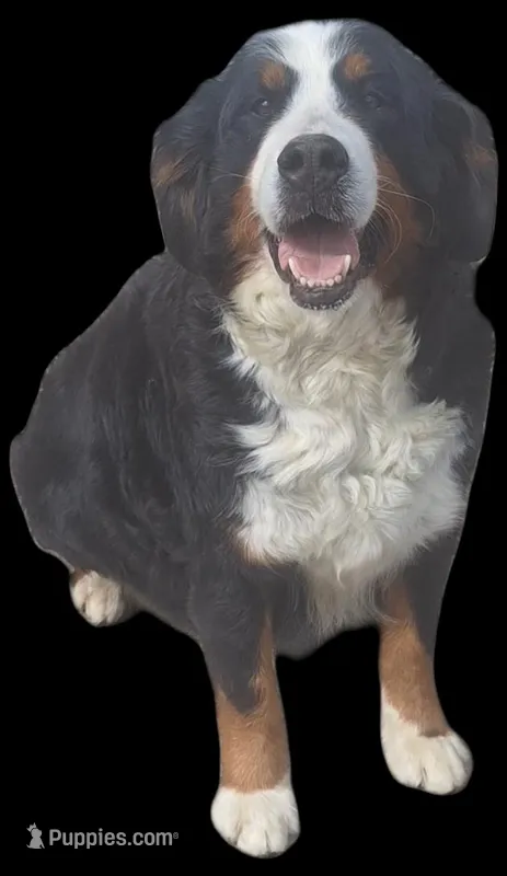 Kelly – Bernese Mountain Dog puppy for sale in Woodburn, IN