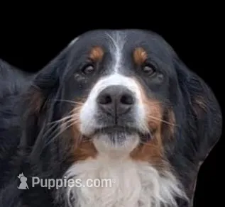 Ginger  – Bernese Mountain Dog puppy for sale in Woodburn, IN