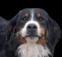 Ginger , a female Bernese Mountain Dog for sale in Woodburn, IN – Photo 1 of 2
