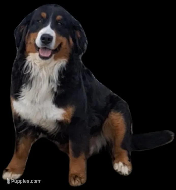 Jackie – Bernese Mountain Dog puppy for sale in Woodburn, IN