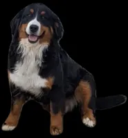Jackie, a female Bernese Mountain Dog for sale in Woodburn, IN – Photo 1 of 3