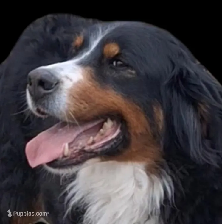 Ginger  – Bernese Mountain Dog puppy for sale in Woodburn, IN