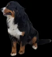 Jackie, a female Bernese Mountain Dog for sale in Woodburn, IN – Photo 2 of 3