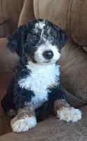 Romeo, a male Miniature Bernedoodle for sale in Woodburn, IN – 2 of 4
