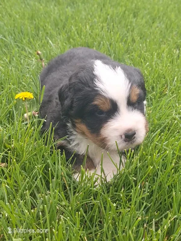 Tenille 2 – Bernese Mountain Dog puppy for sale in Woodburn, IN