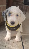 Lily F1b , a female Miniature Bernedoodle for sale in Woodburn, IN – 3 of 6