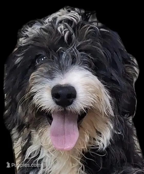 Hallie – Aussiedoodle puppy for sale in Woodburn, IN
