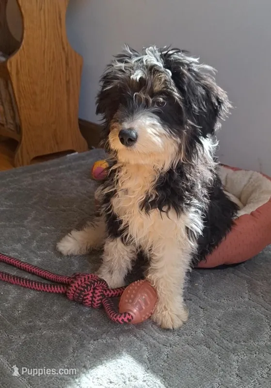 Hallie – Aussiedoodle puppy for sale in Woodburn, IN