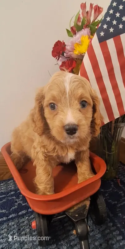 Teddy  – Cavapoo puppy for sale in Woodburn, IN