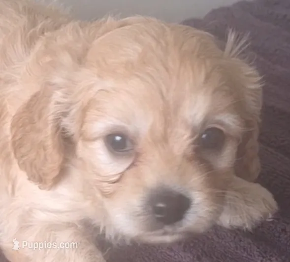 Angel  – Cavapoo puppy for sale in Woodburn, IN