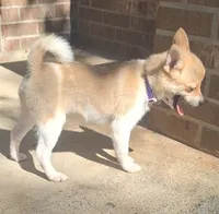 Fawn 0422, a female Pomchi for sale in Woodburn, IN – 3 of 4