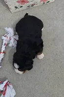 Tenille , a female Bernese Mountain Dog for sale in Woodburn, IN – Photo 2 of 2