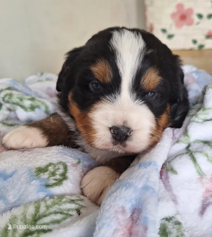Tenille  – Bernese Mountain Dog puppy for sale in Woodburn, IN