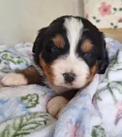Tenille , a female Bernese Mountain Dog for sale in Woodburn, IN – 1 of 3